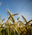 Agriculture Loans